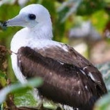 Abbott's Booby