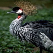 African Crowned Crane