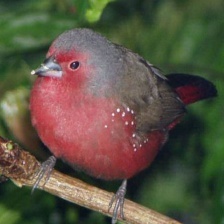 African Firefinch