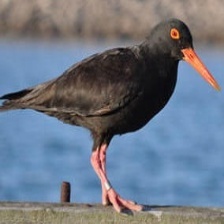 African Oystercatcher