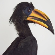 African Pied Hornbill