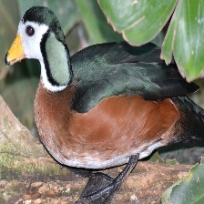 African Pygmy Goose