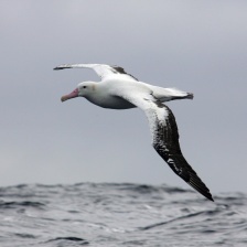 Albatross