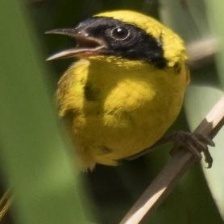 Altamira Yellowthroat