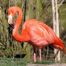 American Flamingo